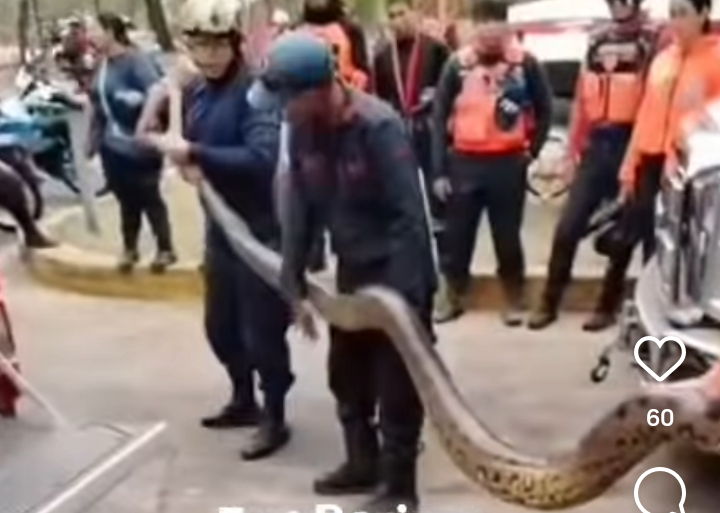 En labor conjuntaRescatan anaconda de seis metros queatacaba a los animales en El Corozo