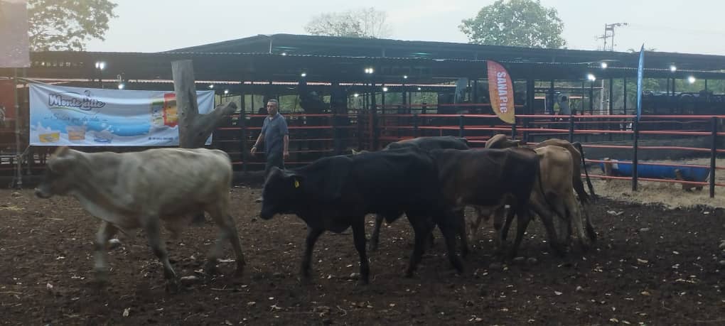 Éxito total en la primera subastaa cielo abierto de Asobarinas