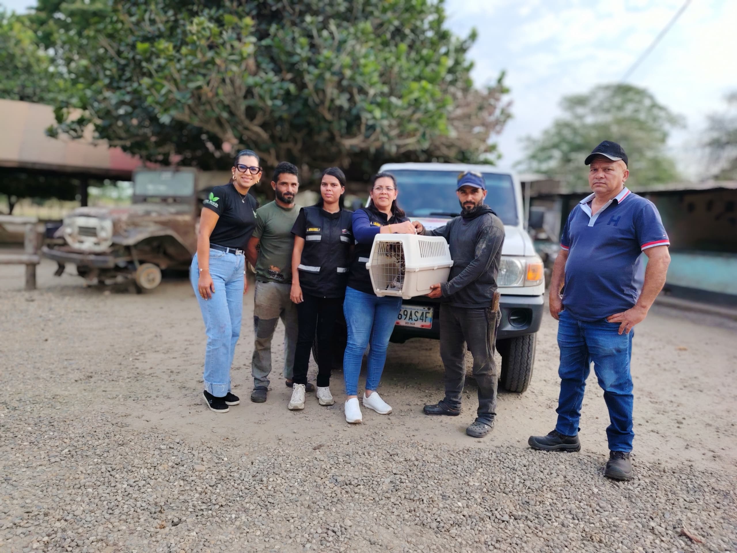 En Barinas                                                                                   Entregado un ejemplar de cunaguaro (Leopardus pardalis) a funcionarios de Poder Popular para el Ecosocialismo