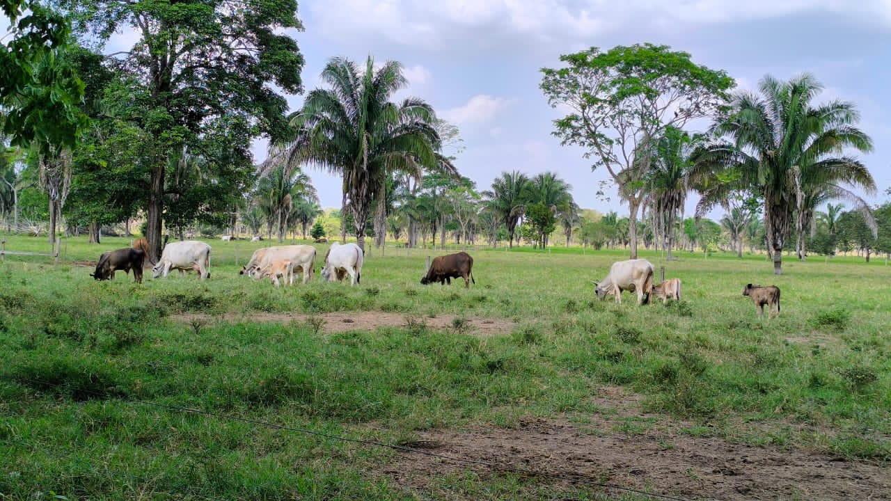 Productores de Barinas exigen frenarcobros arbitrarios por venta de ganado