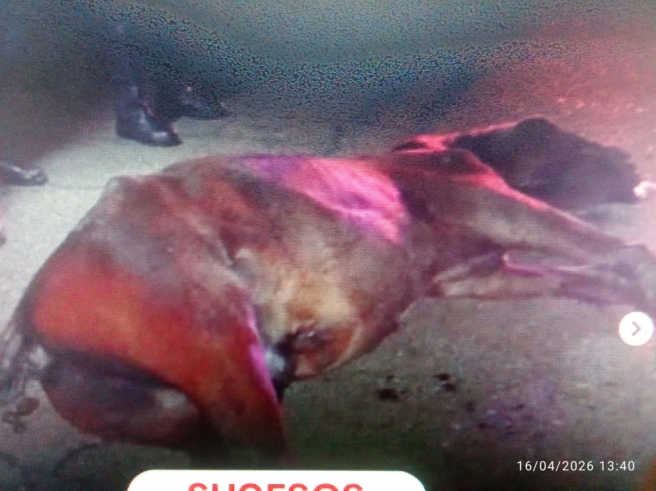 A la altura de Barrancas Susto:                              Expreso con 28 pasajeros  mata                              a caballo que se atravesó en la JAP