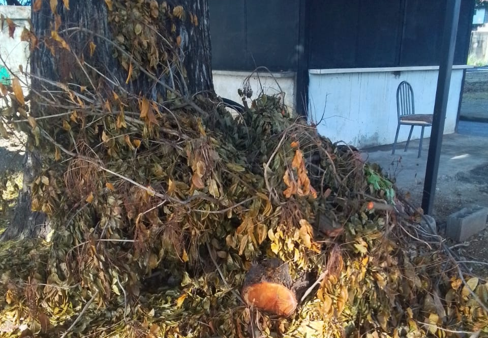 Tras operativo de poda                            Comunidad de Alto Barinas le exige a CORPOELEC recolección urgente de desechos vegetales