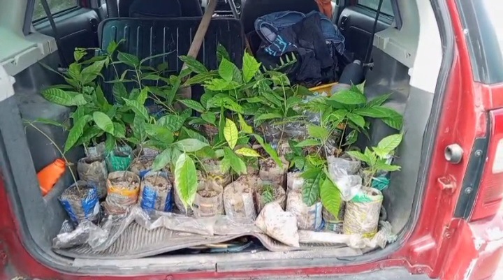Edecio García                                                                     Plantas de cacao serán sembradas en el Parque Temático, Vivero Comunitario de la Avenida Ribereña