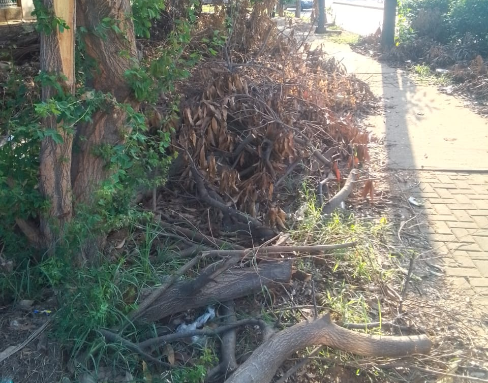 En la Av. Los Andes“Trabajo a medias”: Corpoelec olvidarestos de poda desde hace más de un mes