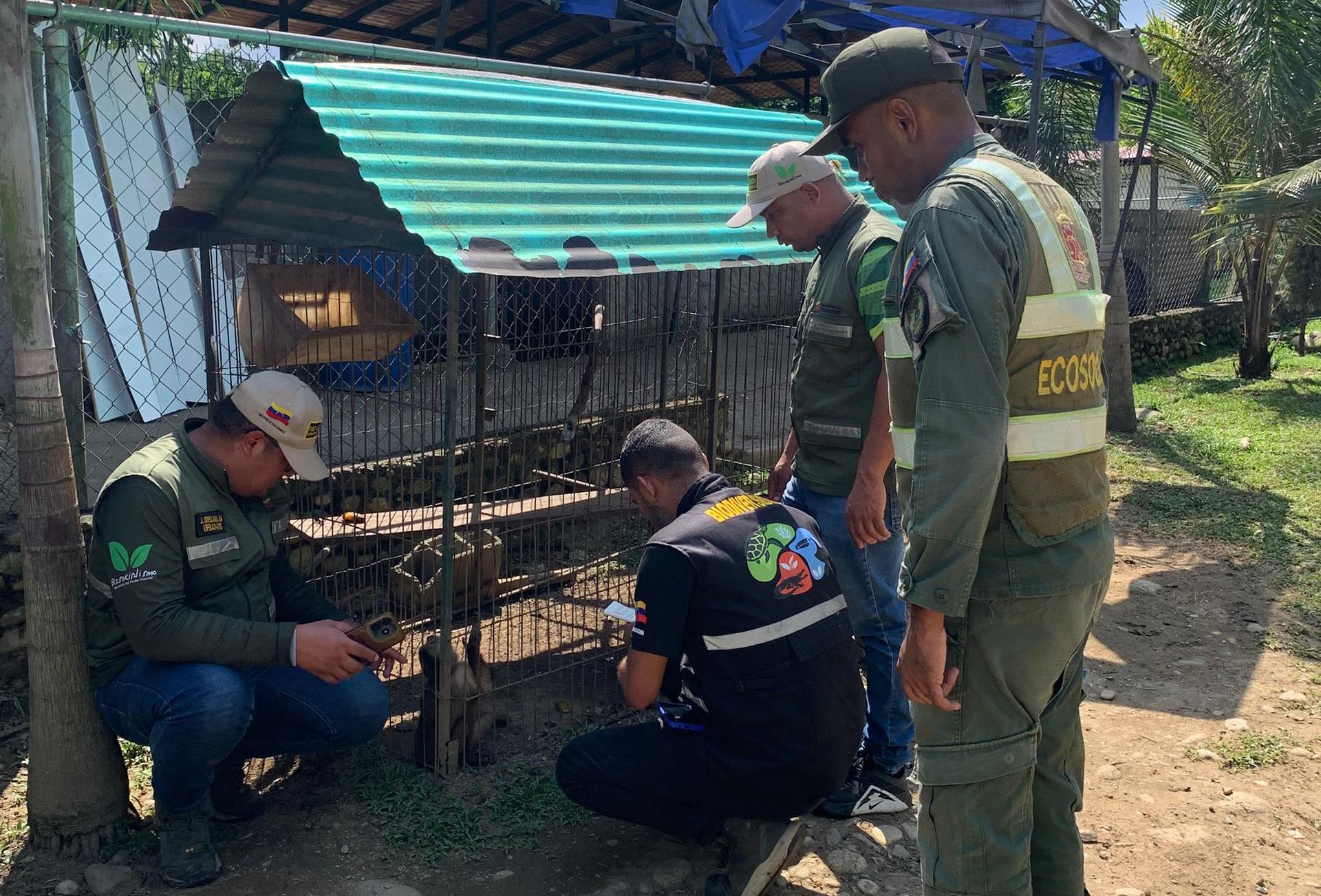 MINEC Barinas en operativos de fiscalizaciónDecomisó por tenencia ilegal 34 ejemplaresde diversas especies exóticas y nativas