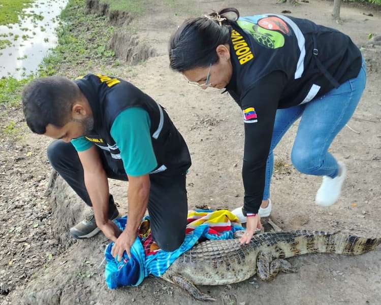 Minec Barinas liberó un caimán y tres serpientesEl ente en Barinas ofreció un balance de losanimales que lograron regresar a sus hábitats
