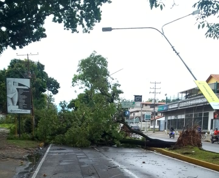 Fuerte vendaval deja sin electricidad a la Avenida Los Andes en Alto Barinas