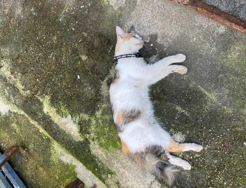 Envenenamiento de gatos reportanen la Francisco de Miranda