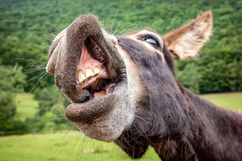 ¡Insólito!.: Hombre pierde los genitales tras ser mordido por un burro