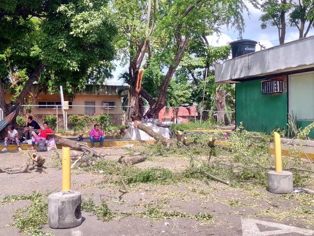 Pica y poda se cumplió en árbolde emergencia del hospital