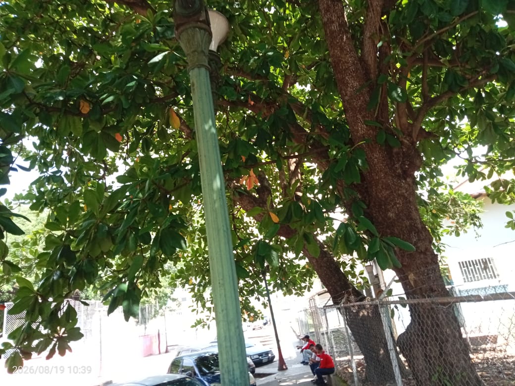 Despeje de ramas y mejoramiento del alumbrado piden por alrededores del Grupo Guárico
