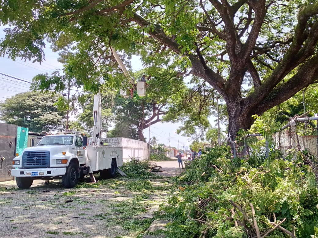 Pica y Poda de árboles se cumplióen la Francisco de Miranda