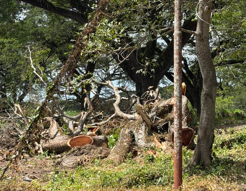 Del municipio RojasHabitantes denuncian al alcalde Tito Mejías pordeforestación y venta ilegal de samanes